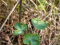 Aquilegia vulgaris Scoutstugan, Bunkeflo strandängar, Malmö, Skåne, Sweden 20170606_0004