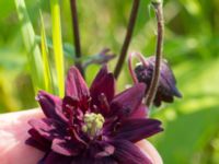 Aquilegia vulgaris Scoutstugan, Bunkeflo strandängar, Malmö, Skåne, Sweden 20170606_0006