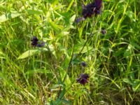 Aquilegia vulgaris Scoutstugan, Bunkeflo strandängar, Malmö, Skåne, Sweden 20170606_0076