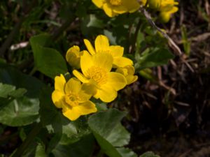 Caltha palustris - Marsh-marigold - Kabbleka