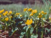 Caltha palustris Hult, Asige, Falkenberg 19800407_16