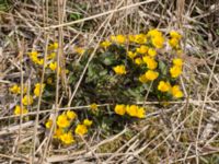 Caltha palustris Husie mosse, Malmö, Skåne, Sweden 20130504 -44