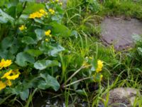 Caltha palustris Husie mosse, Malmö, Skåne, Sweden 20140413_0028