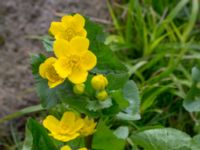 Caltha palustris Husie mosse, Malmö, Skåne, Sweden 20140413_0029