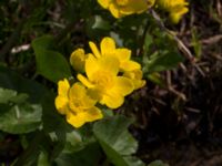 Caltha palustris Husie mosse, Malmö, Skåne, Sweden 20150411_0090