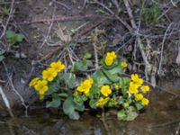 Caltha palustris Husie mosse, Malmö, Skåne, Sweden 20220426_0050