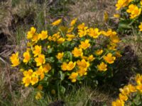 Caltha palustris Lyngsjö äng, Kristianstad, Skåne, Sweden 20160508_0012