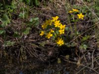 Caltha palustris Risen, Genarp, Lund, Skåne, Sweden 20140501_0117