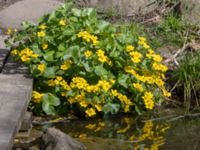 Caltha palustris Utloppet, Husie mosse, Malmö, Skåne, Sweden 20240415_0093