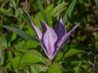 Clematis × jackmanii Ulricedal, Malmö, Skåne, Sweden 20190705_0001