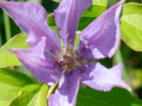 Clematis × jackmanii Ulricedal, Malmö, Skåne, Sweden 20190705_0004