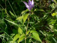 Clematis × jackmanii Ulricedal, Malmö, Skåne, Sweden 20190705_0008