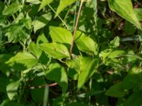 Clematis × jackmanii Ulricedal, Malmö, Skåne, Sweden 20190705_0009