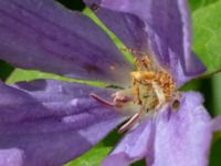 Clematis × jackmanii Ulricedal, Malmö, Skåne, Sweden 20190705_0013