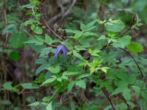 Clematis alpina - Alpine Clematis - Alpklematis