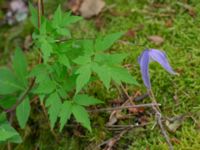 Clematis alpina Herrgårdsparken, Fröseke, Uppvidinge, Småland, Sweden 20190608_0521