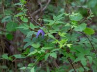 Clematis alpina Herrgårdsparken, Fröseke, Uppvidinge, Småland, Sweden 20190608_0523