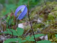 Clematis alpina Herrgårdsparken, Fröseke, Uppvidinge, Småland, Sweden 20190608_0524