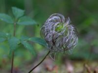 Clematis alpina Herrgårdsparken, Fröseke, Uppvidinge, Småland, Sweden 20190608_0525