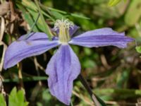 Clematis integrifolia F.d. odlingslotter Östra odlingsområdet, Malmö, Skåne, Sweden 20240914_0056