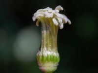 Clematis montana Björka, Helsingborg, Skåne, Sweden 20240601_0004