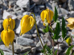 Clematis tangutica - Golden Clematis - Gullklematis