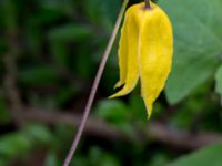 Clematis tangutica Kemicentrum, Lund, Skåne, Sweden 20160709_0006