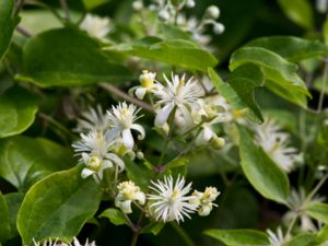 Clematis vitalba - Traveller's-joy - Skogsklematis