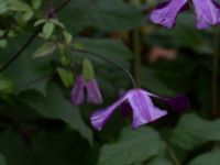 Clematis viticella Kävlingevägen, Lund, Skåne, Sweden 20171015_0062