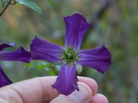 Clematis viticella Kävlingevägen, Lund, Skåne, Sweden 20171015_0064