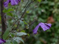 Clematis viticella Kävlingevägen, Lund, Skåne, Sweden 20171015_0069