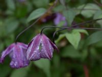 Clematis viticella Kävlingevägen, Lund, Skåne, Sweden 20171015_0071