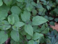 Clematis viticella Kävlingevägen, Lund, Skåne, Sweden 20171015_0073