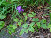 Clematis viticella Kanalen, Östra Promenaden, Malmö, Skåne, Sweden 20190912_0002