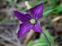 Clematis viticella Kanalen, Östra Promenaden, Malmö, Skåne, Sweden 20190912_0004