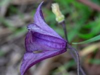 Clematis viticella Kanalen, Östra Promenaden, Malmö, Skåne, Sweden 20190912_0005