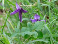 Clematis viticella Kanalen, Östra Promenaden, Malmö, Skåne, Sweden 20190912_0007