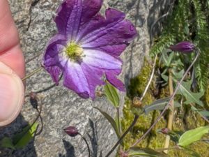 Clematis x diversifolia - Parmaklematis