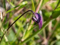 Clematis x diversifolia Mässbron, Ribersborg, Malmö, Skåne, Sweden 20220624_0010