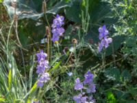 Consolida ajacis Jordhögar S grodreservatet, Norra hamnen, Malmö, Skåne, Sweden 20160731_0115