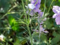 Consolida ajacis Jordhögar S grodreservatet, Norra hamnen, Malmö, Skåne, Sweden 20160731_0116