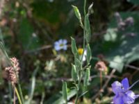 Consolida ajacis Jordhögar S grodreservatet, Norra hamnen, Malmö, Skåne, Sweden 20160731_0119