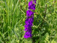 Consolida ajacis Lilla Mölleberga, Malmö, Skåne, Sweden 20190620_0096