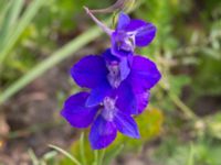 Consolida orientalis Jordhögar S grodreservatet, Norra hamnen, Malmö, Skåne, Sweden 20160729_0068