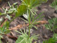 Consolida orientalis Jordhögar S grodreservatet, Norra hamnen, Malmö, Skåne, Sweden 20160729_0069