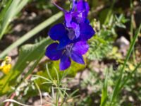 Consolida orientalis Jordhögar S grodreservatet, Norra hamnen, Malmö, Skåne, Sweden 20160731_0104