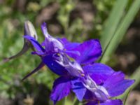 Consolida orientalis Jordhögar S grodreservatet, Norra hamnen, Malmö, Skåne, Sweden 20160731_0110