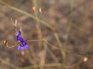 Consolida regalis - Forking Larkspur - Riddarsporre