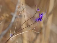 Consolida regalis Fiolent, Crimea, Russia 20150914_0026