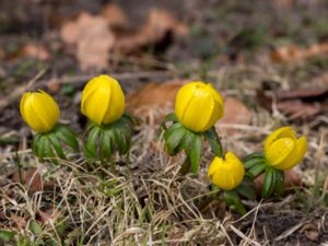 Eranthis cilicica - Eranthis of Sicily - Turkisk vintergäck